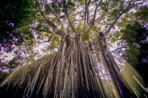 Majestic curtain fig tree with cascading aerial roots and sunlight filtering through the rainforest canopy in Far North Queensland, featured on Gulf Savannah Tours.
